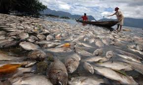 Tetapi juga bisa diartikan sebagai pertanda tidak baik saat kamu tengah menghadapi kesulitan. Puluhan Ton Ikan Di Jaring Apung Mati Mendadak Diduga Ini Penyebabnya Bandung Kita