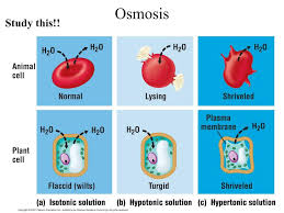 Jul 21, 2021 · the presence of the cell wall in plants prevents the cell from bursting (osmotic lysis), which happens in a cell lacking a cell wall. Ppt Physical Transport Powerpoint Presentation Free Download Id 4873955