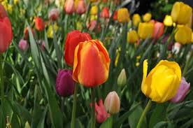 Pianta i bulbi in primavera. I Bulbi Dei Tulipani Olandesi Come E Quando Piantarli Coltivazione Biologica
