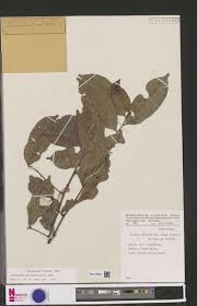 Image result for Casearia runssorica