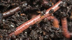 Tiger worm toilets (sometimes known as vermifilter toilets) contain composting worms inside the toilet that digest faeces, reducing the accumulation rate and significantly extending the lifetime of the. Could Red Wiggler Worms Eliminate Stinky Campground Toilets Cool Green Science