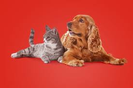 Kafes içerisine yerleştirilen su ve yem kutucukları ile örneğin bir muhabbet kuşunun ihtiyaçları karşılanmış olur. Evcil Hayvan Bakimi Nasil Olmali Avita Calisan Destek Hizmetleri