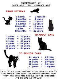 Kitten Age Teeth Google Search Cats Cat Ages Siamese Cats