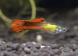 guppy end orange tail エンドラーズ グッピー