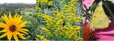 Image result for Asteraceae