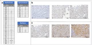 Panel A Immunohistochemistry Staining For 5 Mhc Semiquantitative  Scientific Diagram