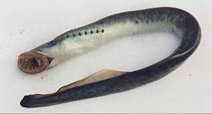 Resultado de imagen de pez agnato