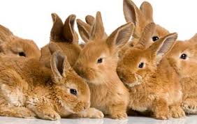If you want to keep the bunny as a pet, flemish giant can sell from anywhere between $30 to $80. Flemish Giants For Sale In Colorado Usa Rabbit Breeders