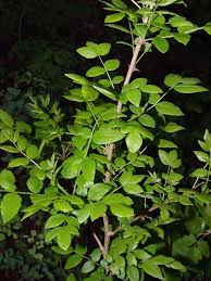 Image result for Zanthoxylum holtzianum