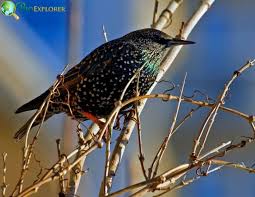 European Starling