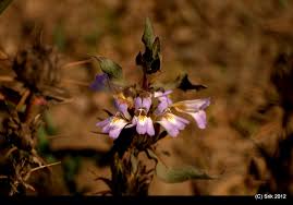 Image result for Hygrophila schulli