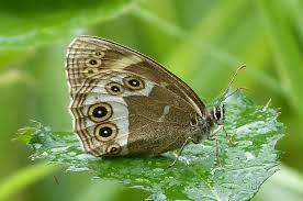 Image result for Lopinga achine