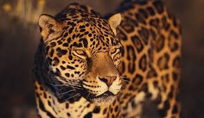 What Animals Live In The Amazon Rainforest Animals Amazon Rainforest Rainforest