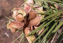 How To Harvest Your Own Pine Nuts In The Wild Primal Survivor Wild Food Foraging Wild Food Pine Nuts