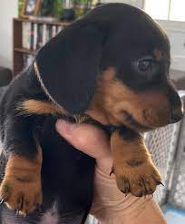 A Lovely Wiener Dog Puppy In 2020 Wiener Dog Puppies Wiener Dog Cute Dogs