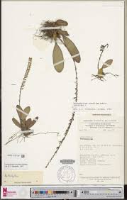 Image result for Diaphananthe odoratissima