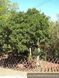 Image result for Sideroxylon inerme