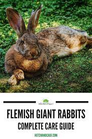 Pin On Rabbit Care Guides
