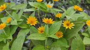 Image result for Aspilia