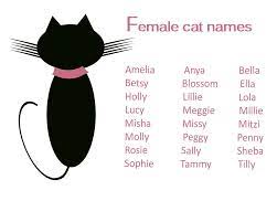 Your new kitten is female. Cat Names For Female Cats Cat Names Girl Cat Names Cute Cat Names