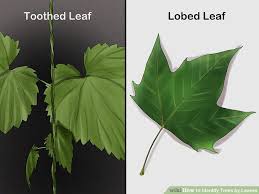 3 Ways To Identify Trees By Leaves Wikihow