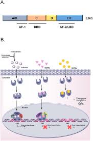 Image result for Selective Estrogen Receptor Modulator
