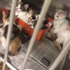 Maybe you would like to learn more about one of these? Indianapolis Animal Care Services 36 Photos 32 Reviews Animal Shelters 2600 S Harding St Indianapolis In Phone Number
