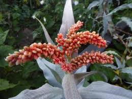 Image result for Persicaria senegalensis