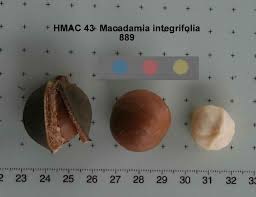 Image result for Macadamia aff. integrifolia