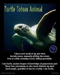 Turtle Spirit Animal Meaning Turtle Spirit Animal Spirit Animal Meaning Spirit Animal