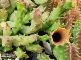 Image result for Huernia longituba