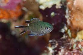 クロリボンスズメダイ 幼魚 pets fish pet fish