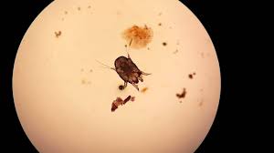 Parasites Episode 3 Ear Mites Youtube