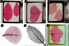 Image result for Pseudocalyx