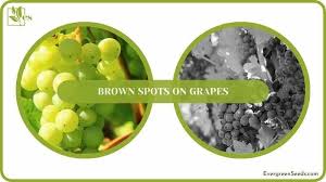 Eat Ugly Apples — Door Creek Orchard