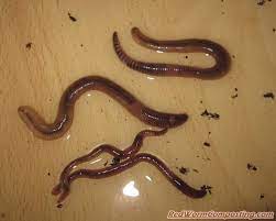 Worm bedding need not be the big secret that it is. European Nightcrawlers In More Detail Red Worm Composting