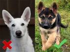 Echo Dogs White Shepherd Rescue