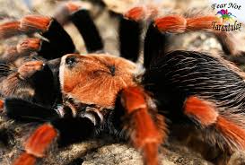 Image result for Brachystegia allenii × boehmii