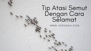 Jangan lupa mengaplikasikan petua halau semut ini. 3 Tip Atasi Semut Dengan Cara Selamat Apekinah Com