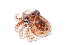 The Star Sucker Pygmy Octopus Is The Smallest Known Octopus At Under An Inch Long Types Of Octopus Octopus Red Octopus