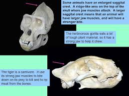 mammal teeth and skulls adaptations and identification