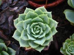 Plants That Need Little Water Take Full Sun Potted Plants Patio Plants Purple Plants