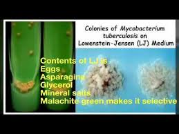 1116 for the cultivation of mycobacterium tuberculosis and other mycobacteria formula in g/l potato flour 18.60 sodium citrate 0.37. Lj Media For Mtb Youtube