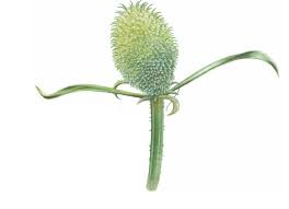 I cardi presentano una grande quantità di antiossidanti: Il Cardo Dei Lanaioli Coltivazione E Proprieta Passione In Verde