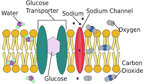Cell Membrane Functions Role Structure Video Lesson Transcript Study Com