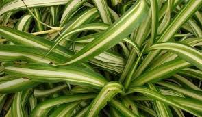 Lazo De Amor O Cinta La Planta Que Purifica El Aire Del Hogar Plantas Que Purifican El Aire Como Cuidar Las Plantas Plantas Para Jardines Verticales