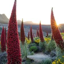 Image result for Echium