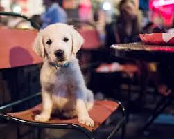 Find golden retriever in dogs & puppies for rehoming | 🐶 find dogs and puppies locally for sale or adoption in alberta : Tito Golden Retriever 9 W O Greenwich W 12th St New York Ny This Is His First Day In Nyc He S Not Potty Golden Retriever Dog Portraits Puppy Love