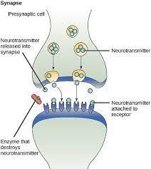A class of drug (selective serotonin reputake inhibitor) designed to 'treat' depression, though there is no real evidence that these drugs work beyond temporary stimulation ssri. Unterschied Zwischen Snri Und Ssri Wissenschaft Der Unterschied Zwischen Ahnlichen Objekten Und Begriffen