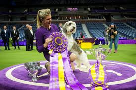 2023 Westminster Dog Show Highlights: Westminster Dog Show: Buddy Holly  Wins Best in Show - The New York Times